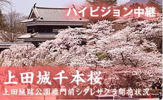 ��c���{�����C�u�J�����P